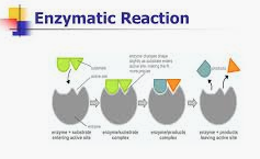 ENZYME REACTION Objective Questions
