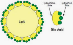 LIPID Objective Questions