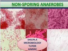 Actinomycetes & Non Sporing Anaerobes Objective Questions 