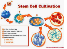 CELL CULTIVATION Objective Questions