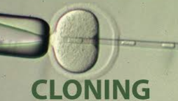 CLONING Objective Questions
