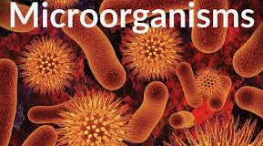 MICROORGANISMS Objective Questions
