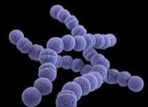 STREPTOCOCCUS Objective Questions