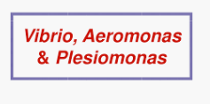 VIBRIO,AEROMONAS & PLESIOMONAS Objective Questions